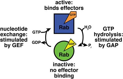 This Is the End: Regulation of Rab7 Nucleotide Binding in Endolysosomal Trafficking and Autophagy